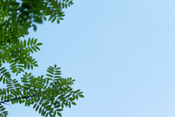 abstract green bokeh nature leaves texture on blue sky background