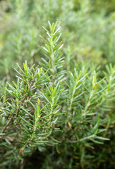 Fresh Rosemary Herb grow outdoor. Rosemary leaves Close-up.