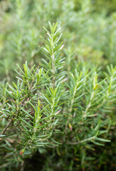 Fresh Rosemary Herb grow outdoor. Rosemary leaves Close-up.