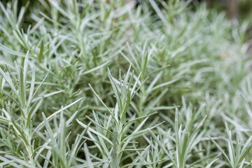 Fresh Rosemary Herb grow outdoor. Rosemary leaves Close-up.