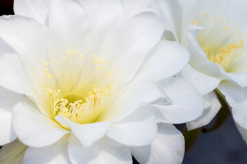 Obraz premium yellow flowers of Echinopsis Trichocereus Lobivia hybrid cactus isolated on white