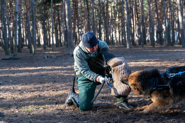 The instructor trains the dog for patrol and guard duty. A man standing on one knee pulls a bite...