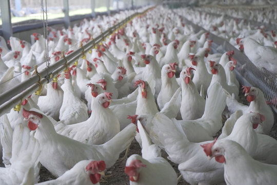 gallina, granja av&iacute;cola, ave, emplumado, grupo de gallinas.