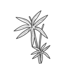 plant vegetation botanical