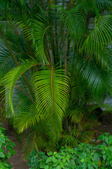 Green palm tree branches in the tropical jungle