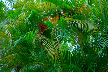 Green palm tree branches in the tropical jungle