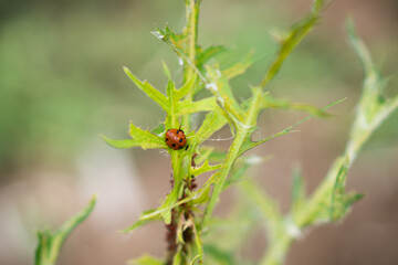 Ladybug beetle on blade of grass