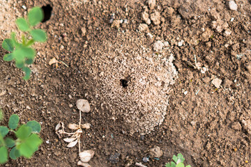 ant nest anthill land