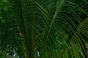 Fototapeta na wymiar Green palm tree branches background