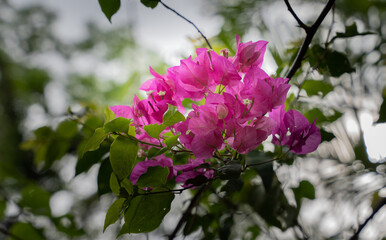 Pink fuchsia tropical flowers