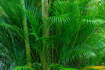 Green palm tree branches