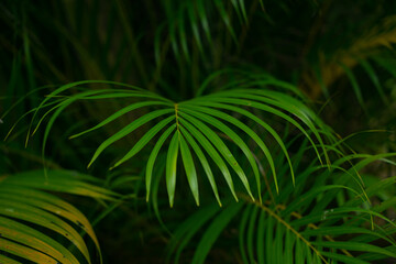 Green palm tree branch