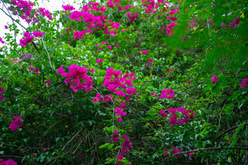 Pink fuchsia tropical flowers