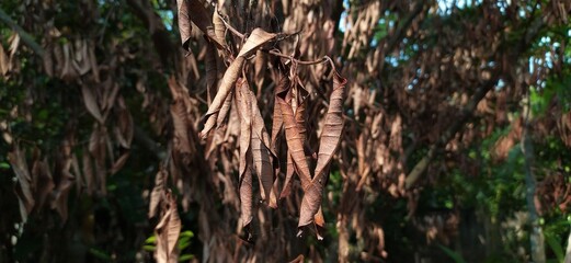 Sunlight falling on forest tree branch with crumbled and damaged dry brown leaves with blurry nature background because of heat wave and hot summer in asia india. Selective focus close up side view.