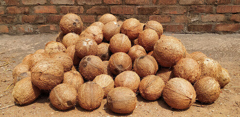 Organic husked round coconut pile in plantation. Bunch of natural organic and tropical farm fresh coconuts stacked together on blurry ground soil floor background after harvesting. Brown coco fruit.