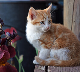 Fototapete bei efototapeten.de bestellen   