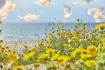 Landscape, with clouds on the shores of the Mediterranean Sea growing yellow flowers