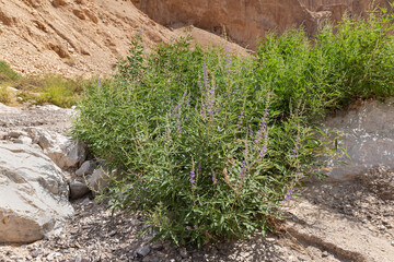 Obraz premium Rare green plants grow in dry river bed passing through the stone desert near the Khatsatson stream, on the Israeli side of the Dead Sea, near Jerusalem in Israel