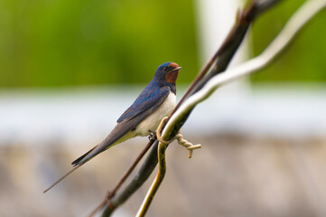 Swallow sitting on wires and looking with one eye towards the camera