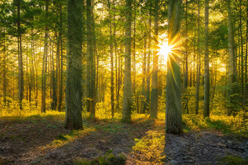 Fototapeta na wymiar Magical sunset in the forest.