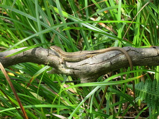 Brown lizard sunbathing on a tree