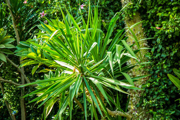 Nature Photography, Plant and Tree. Photo is selective focus with shallow depth of field. Photo taken at Cairo Egypt