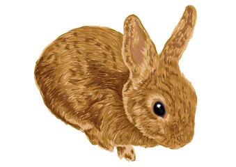 うさぎの手描き風イラスト（白バック）
