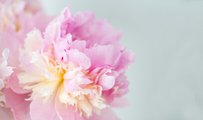 Pink peony flower background, beautiful spring.
