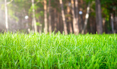 green grass close-up on the background of the forest