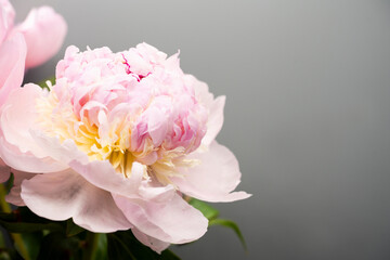 Pink peony flower background, beautiful spring.