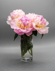 Beautiful pink peony bouquet on a gray background