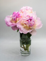 Fototapeta premium Beautiful pink peony bouquet on a gray background