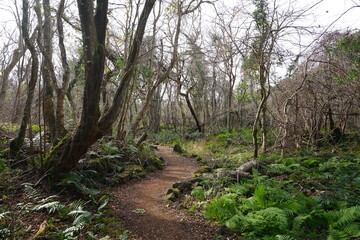 autumn forest pathway through fern and bare trees