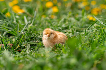 Tiny beige chick in green grass, yellow flowers in the background.