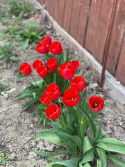 Obraz premium red tulips in garden