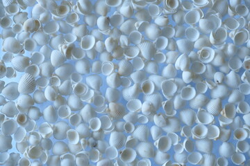 white shells