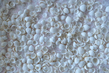 white shells