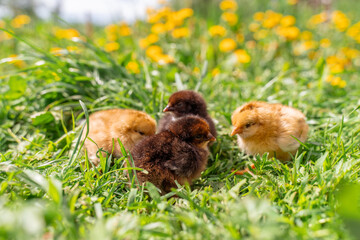 Four newborn chickens among the green grass.