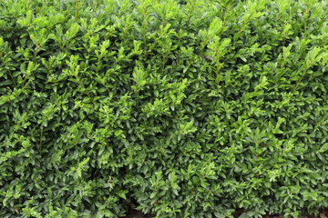 Boxwood hedge texture. Buxus plant pattern. Gardening hedge background.