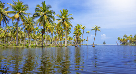 Obraz premium Coconut or palm trees on beach in beautiful blue bright day