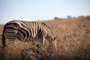 Obraz na płótnie Canvas Photo of zebra eating grass being a herbivorous animal in the African savannah of the Pilanesberg National Park in South Africa, the best time to go on safari is at sunset or sunrise.