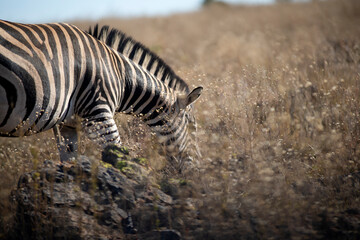Fototapeta na wymiar Zebra grazing peacefully in the African savannah of South Africa's Pilanesberg National Park, the best time of day to observe them is sunrise and sunset.