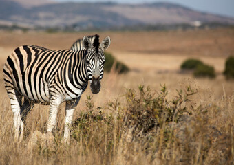 Fototapeta na wymiar Zebra attentive to its environment in the African savannah of the Pilanesberg National Park in South Africa, it is an animal that feeds on African grasses.