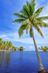 Naklejka premium Coconut or palm trees on beach in beautiful blue bright day