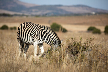 Fototapeta na wymiar Zebra feeding in the African savannah of the Pilanesberg National Park in South Africa, under the dawn sun and the gaze of African predators.