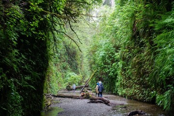 A family hiking through fern canyon with walls of ferns, a beautiful site in prairie creek redwoods...