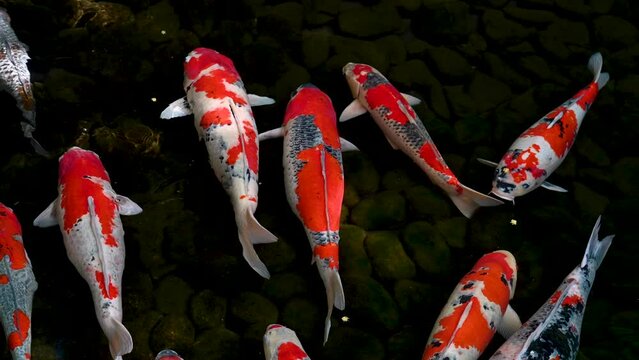 Carp Koi Fishes swimming in a pond
