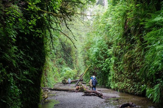 A family hiking through fern canyon with walls of ferns, a beautiful site in prairie creek redwoods state park, California, United States.