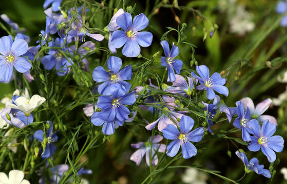 Asiatic flax (Linum austriacum) is a perennial, flowering plant belonging to the Linaceae family. Blue, beautiful flowers.