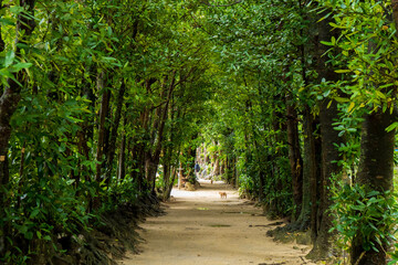沖縄北部の人気観光名所・備瀬のフクギ並木と猫